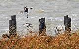 Willets On A Breakwater_31173